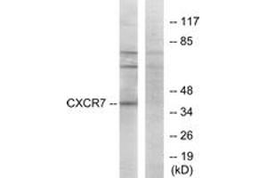 Image no. 1 for anti-Chemokine (C-X-C Motif) Receptor 7 (CXCR7) (AA 311-360) antibody (ABIN1535576)