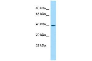 Image no. 1 for anti-WD Repeat Domain 45B (WDR45B) (C-Term) antibody (ABIN2781085)