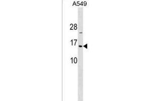 HIST1H2BA Antibody (N-term) (ABIN1538871 and ABIN2849939) western blot analysis in A549 cell line lysates (35 μg/lane).