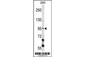 Western Blotting (WB) image for anti-Epithelial Cell Transforming Sequence 2 Oncogene (ECT2) (Center) antibody (ABIN2160796)