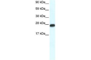 Image no. 3 for anti-Myogenic Factor 6 (MYF6) (N-Term) antibody (ABIN2779472)