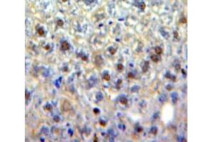 Image no. 3 for anti-Early Growth Response 4 (EGR4) (AA 231-474) antibody (ABIN1858703)