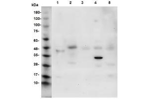 Image no. 1 for anti-Thioredoxin Reductase 1 (TXNRD1) (Middle Region) antibody (ABIN2693637)