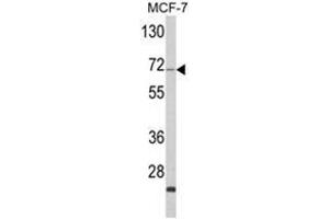 Image no. 1 for anti-Zyg-11 Family Member A, Cell Cycle Regulator (ZYG11A) (N-Term) antibody (ABIN453883)
