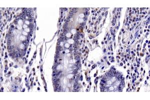 Detection of CASP6 in Bovine Small intestine Tissue using Monoclonal Antibody to Caspase 6 (CASP6)