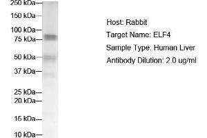 Image no. 2 for anti-E74 like ETS transcription factor 4 (Elf4) (N-Term) antibody (ABIN2780359)
