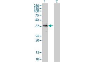 Image no. 1 for anti-Transducer of ERBB2, 2 (TOB2) (AA 1-344) antibody (ABIN564693)