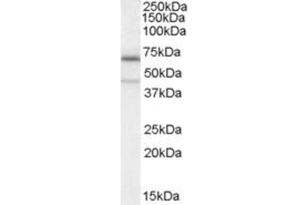 C14orf169 + NO66 antibody  (Internal Region)