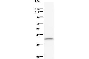 Image no. 1 for anti-BRCA2 and CDKN1A Interacting Protein (BCCIP) antibody (ABIN932485)