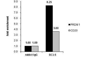 Image no. 3 for anti-B-Cell CLL/lymphoma 6 (BCL6) (Internal Region) antibody (ABIN2855012)