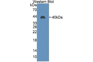 Image no. 1 for anti-Lens Intrinsic Membrane Protein 2, 19kDa (LIM2) (AA 45-135) antibody (ABIN5013863)