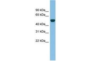 Image no. 1 for anti-Ganglioside-Induced Differentiation-Associated-Protein 2 (GDAP2) (AA 107-156) antibody (ABIN6745132)