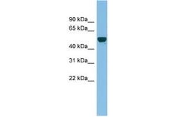 GDAP2 anticorps  (AA 107-156)