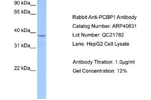 Image no. 3 for anti-Poly(rC) Binding Protein 1 (PCBP1) (Middle Region) antibody (ABIN2778971)