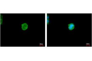 Image no. 3 for anti-Carboxylesterase 2 (CES2) (AA 310-522) antibody (ABIN1497478)