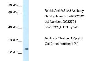 Image no. 1 for anti-Membrane-Spanning 4-Domains, Subfamily A, Member 3 (MS4A3) (N-Term) antibody (ABIN2788988)