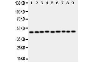 Image no. 1 for anti-E2F Transcription Factor 2 (E2F2) (AA 422-427), (C-Term) antibody (ABIN3043044)