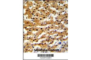 Image no. 2 for anti-Alcohol Dehydrogenase 5 (Class III), chi Polypeptide (ADH5) (AA 212-239) antibody (ABIN652502)