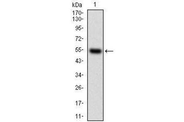 CSF1R 抗体  (AA 344-497)