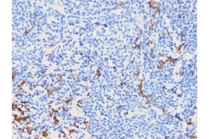Image no. 5 for anti-CD163 (CD163) (AA 43-196) antibody (ABIN6941115)