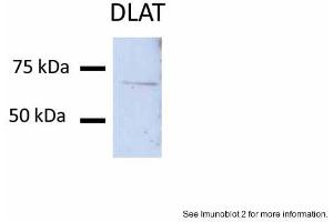 Image no. 3 for anti-Dihydrolipoyl Transacetylase (DLAT) (N-Term) antibody (ABIN2777101)