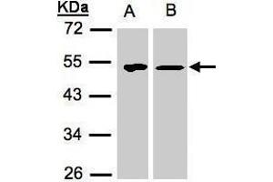 Image no. 4 for anti-Tu Translation Elongation Factor, Mitochondrial (Tufm) (Center) antibody (ABIN2855160)