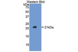 Image no. 1 for anti-Interleukin 17C (IL17C) (AA 36-187) antibody (ABIN1859356)