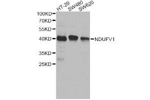 Image no. 2 for anti-NADH Dehydrogenase (Ubiquinone) Flavoprotein 1, 51kDa (NDUFV1) antibody (ABIN6144499)
