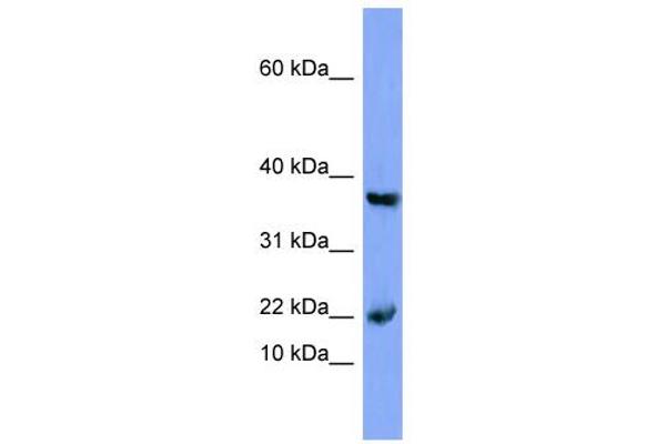 MB antibody  (N-Term)