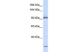 Image no. 1 for anti-Protocadherin alpha Subfamily C, 2 (PCDHAC2) (N-Term) antibody (ABIN2783717)