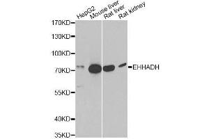 Image no. 4 for anti-Enoyl-CoA, Hydratase/3-Hydroxyacyl CoA Dehydrogenase (EHHADH) antibody (ABIN6140008)