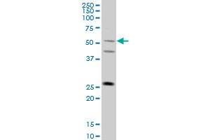 Image no. 1 for anti-Tripartite Motif Family-Like 1 (TRIML1) (AA 369-468) antibody (ABIN531639)