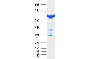 HID1/DMC1 Protein (Myc-DYKDDDDK Tag)