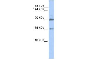 Image no. 1 for anti-G Protein-Coupled Receptor Associated Sorting Protein 2 (GPRASP2) (Middle Region) antibody (ABIN2785006)