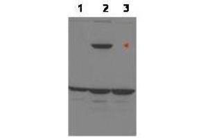 Western blot using  affinity purified anti-ASPP1 to detect over-expressed ASPP1 in MCF-7 cells (lane 2, arrowhead).