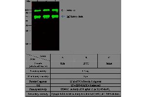 Image no. 1 for anti-Protein Phosphatase, Mg2+/Mn2+ Dependent, 1G (PPM1G) (AA 317-546) antibody (ABIN1998579)