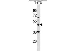 SQRDL Antibody (Center) (ABIN1538039 and ABIN2848534) western blot analysis in T47D cell line lysates (35 μg/lane).