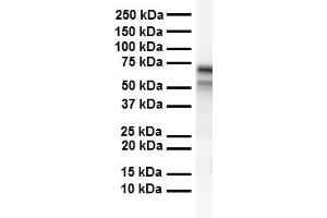 Image no. 2 for anti-Carboxylesterase 2 (CES2) (C-Term) antibody (ABIN2775271)