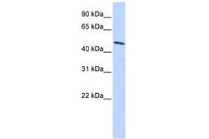 Image no. 1 for anti-Homeobox B3 (HOXB3) (AA 108-157) antibody (ABIN6740257)