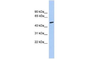 Image no. 1 for anti-Cholinergic Receptor, Nicotinic, alpha 5 (Neuronal) (CHRNA5) (Middle Region) antibody (ABIN2776102)
