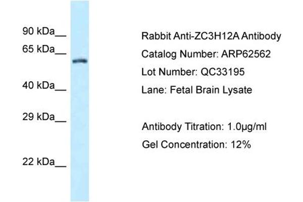 anti-Zinc Finger CCCH-Type Containing 12A (ZC3H12A) (C-Term) antibody