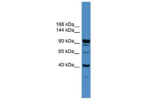 Image no. 3 for anti-Intraflagellar Transport 88 Homolog (IFT88) (Middle Region) antibody (ABIN2785505)