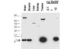 Western blot using  anti-SelW antibody shows detection of endogenous SelW in mouse brain, muscle and testes lysates.