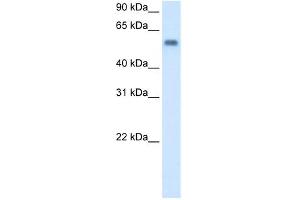 Image no. 1 for anti-Monoamine Oxidase B (MAOB) (C-Term) antibody (ABIN2781315)