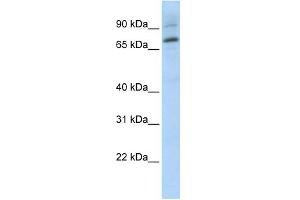 Image no. 1 for anti-E74-Like Factor 1 (Ets Domain Transcription Factor) (ELF1) (Middle Region) antibody (ABIN2792625)