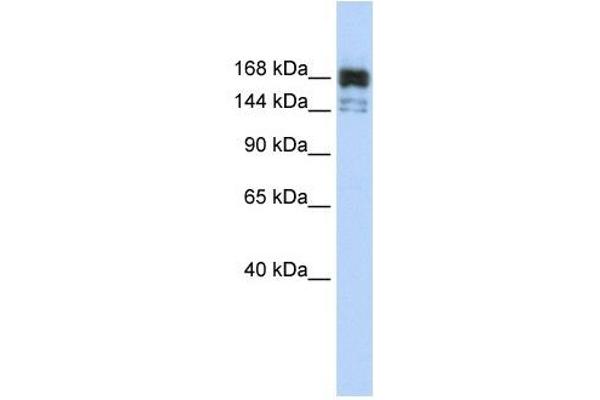 anti-5'-3' Exoribonuclease 1 (XRN1) (Middle Region) antibody