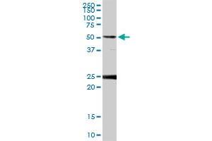 Image no. 3 for anti-FK506 Binding Protein 4, 59kDa (FKBP4) (AA 1-459) antibody (ABIN949997)