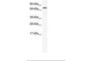 Image no. 1 for anti-Early B-Cell Factor 4 (EBF4) (AA 76-125) antibody (ABIN202734)