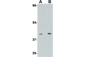 Image no. 2 for anti-Sphingosine-1-Phosphate Receptor 1 (S1PR1) (C-Term) antibody (ABIN6656697)