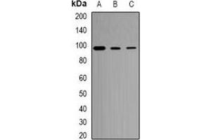 Image no. 1 for anti-Toll-Like Receptor 1 (TLR1) antibody (ABIN3197579)